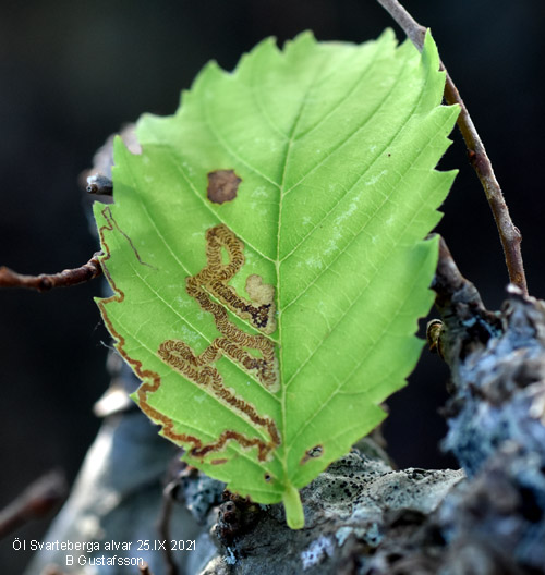 Lundalmsdv�rgmal Stigmella lemniscella