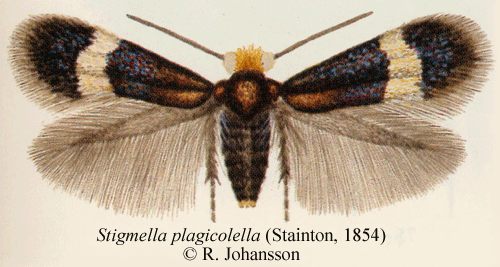 Slndvrgmal Stigmella plagicolella