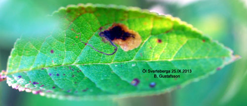 Slndvrgmal Stigmella plagicolella