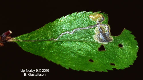 Slndvrgmal Stigmella plagicolella