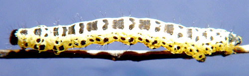 Krusb�rsm�tare Abraxas grossulariata