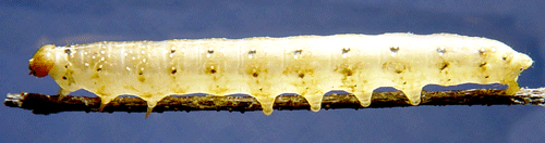Bj�rkgulhornspinnare Achlya flavicornis