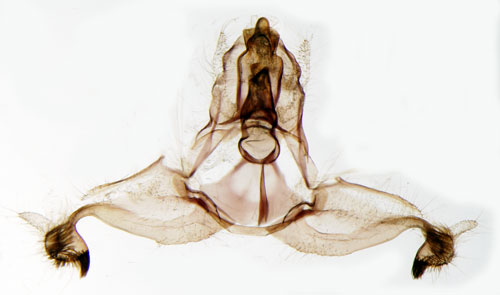 Jolsterh�stvecklare Acleris effractana