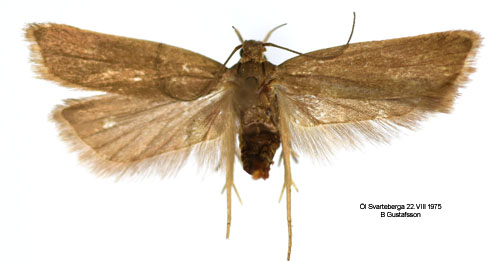 Gråpalpmal Acompsia cinerella