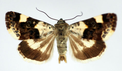 Sydglansfly Acontia lucida