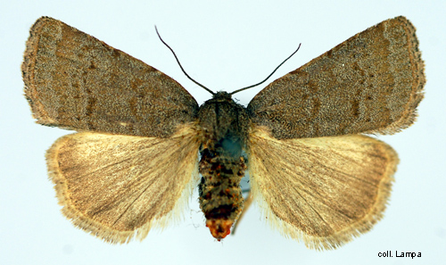 Tckenfly Acosmetia caliginosa