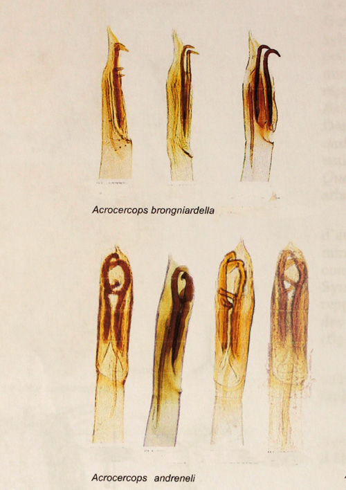 Acrocercops brongniardella