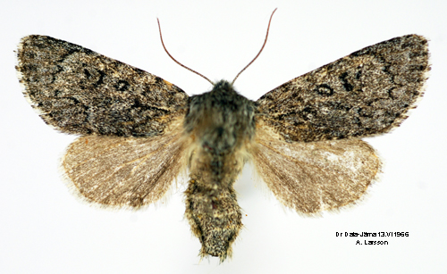 Blågrått aftonfly Acronicta euphorbiae