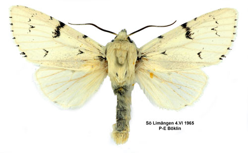 Vitt aftonfly Acronicta leporina
