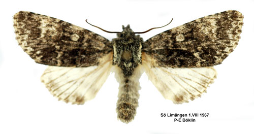 Storhövdat aftonfly Acronicta megacephala