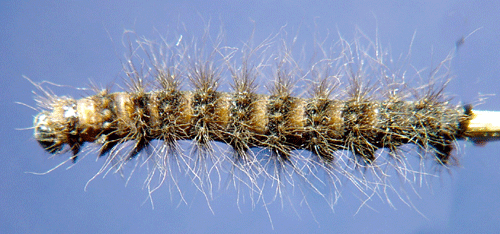 Myraftonfly Acronicta menyanthidis