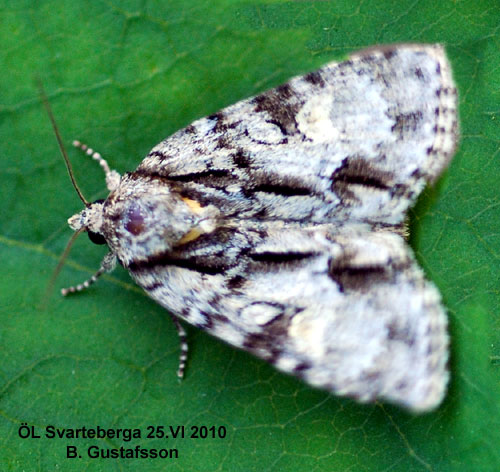 Strecktecknat aftonfly Acronicta strigosa