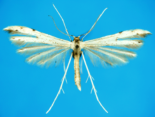 Hampflockelfj�dermott Adaina microdactyla