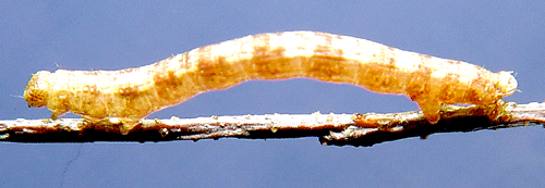 Allavm�tare Aethalura punctulata