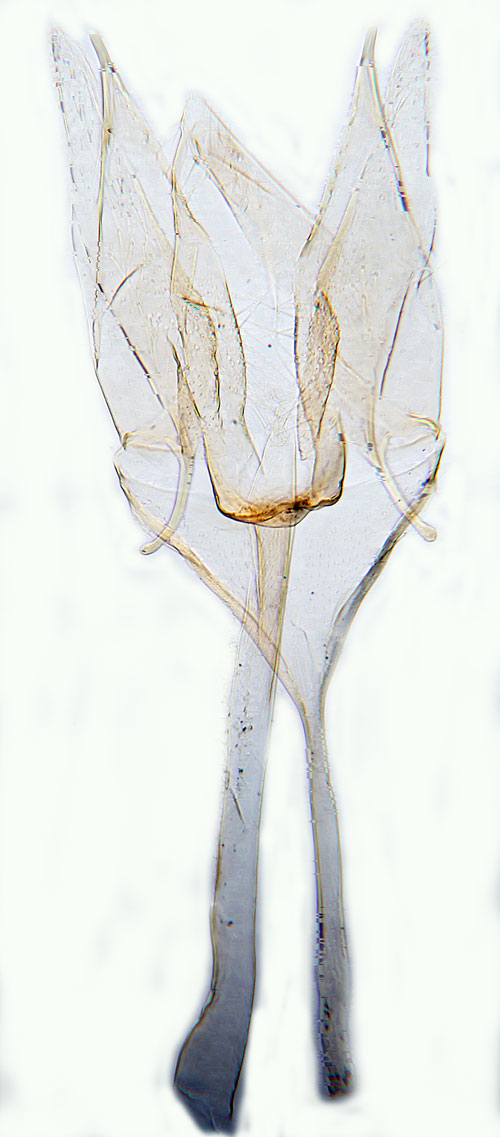 Tiggarsvampmal Agnathosia mendicella