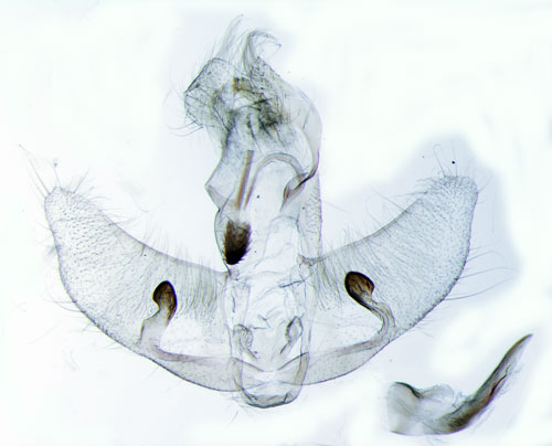 Kardborreplattmal Agonopterix arenella