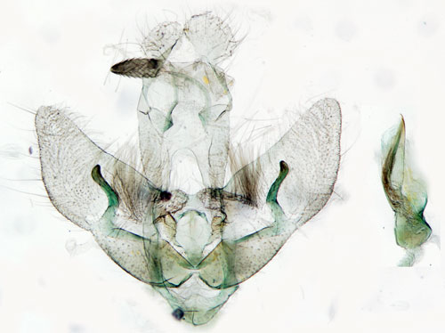 Harrisskottplattmal Agonopterix assimilella