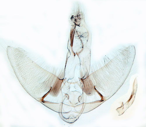 Fransplattmal Agonopterix ciliella