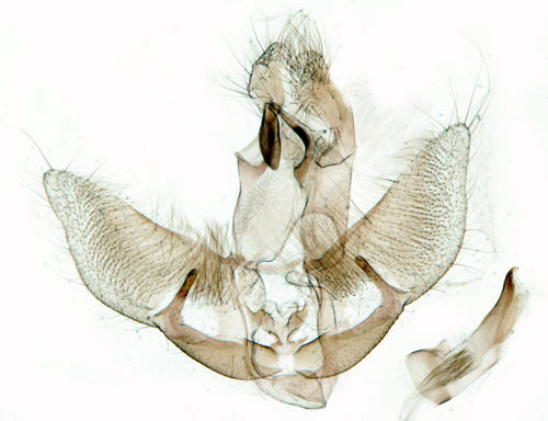 Slgplattmal Agonopterix ocellana