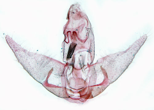 Liten morotplattmal Agonopterix purpurea