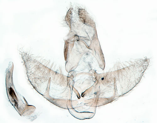 Harrisbladplattmal Agonopterix scopariella