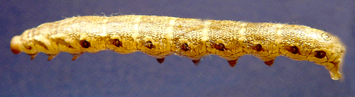 �kervindesv�rmare Agrius convolvuli