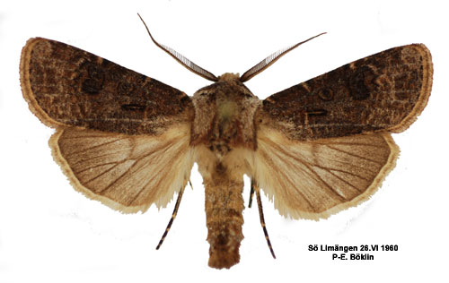 Barkfärgat jordfly Agrotis clavis