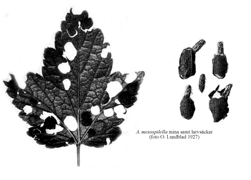 Vinbärsbladskärare Alloclemensia mesospilella