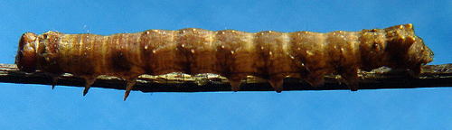 Hagtornsfly Allophyes oxyacanthae