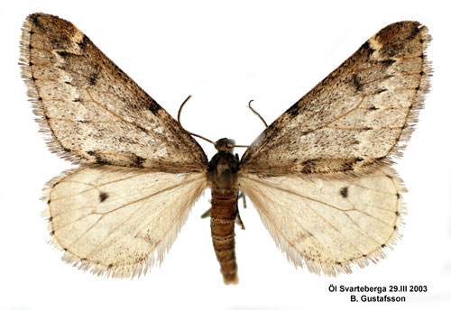 Ullgumpsm�tare Alsophila aescularia