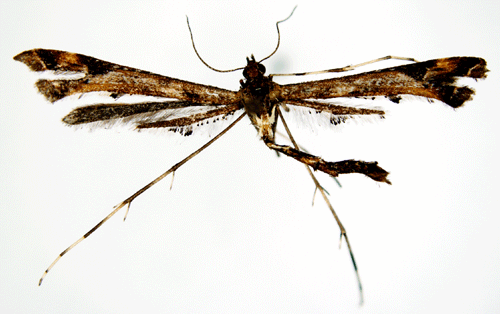 Syskefj�dermott Amblyptilia acanthadactyla
