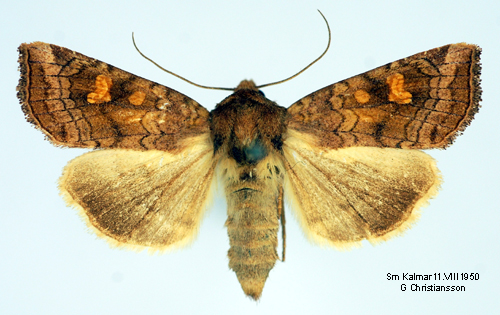 Ängsstamfly Amphipoea fucosa
