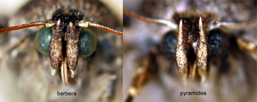 Storringat buskfly Amphipyra berbera