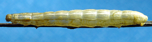 Treprickigt buskfly Amphipyra tragopoginis