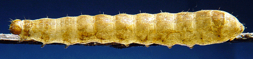 Gr�nskimrande skogsfly  Anaplectoides prasina