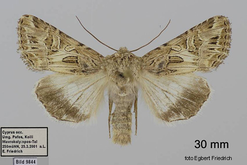 Asterhedfly Anarta dianthi