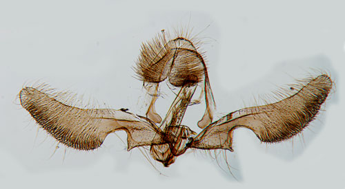 Lngsikelvecklare Ancylis apicella