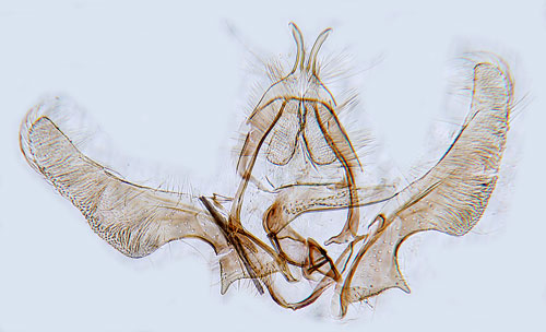 Smultronsikelvecklare Ancylis comptana