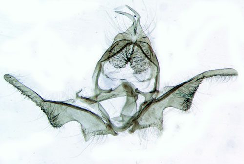 Grrandsikelvecklare Ancylis geminana