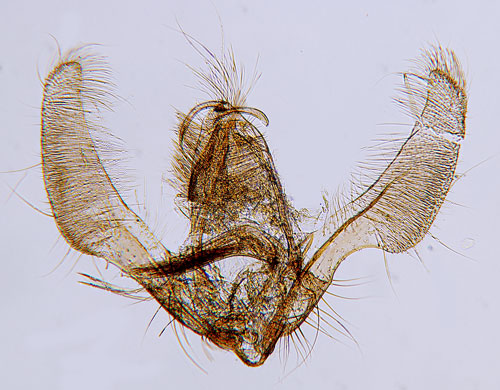 Trubbsikelvecklare Ancylis obtusana