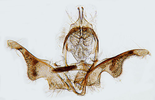 Halvvgsikelvecklare Ancylis subarcuana