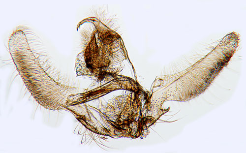 Getapelsikelvecklare Ancylis unculana