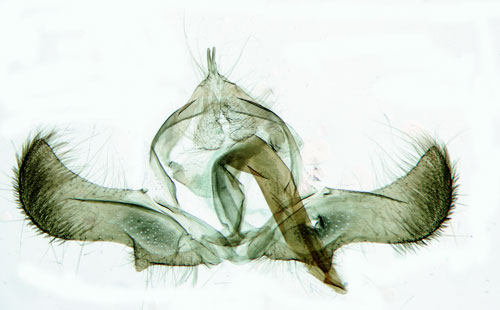 Ljungsikelvecklare Ancylis unguicella