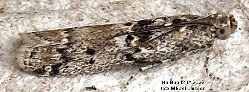Marskmott Ancylosis oblitella