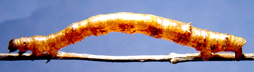 Plommonm�tare Angerona prunaria