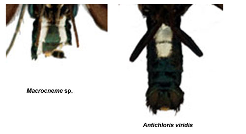 Bananglansvinge Antichloris viridis