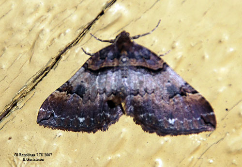 Brungul f�ltm�tare Anticlea badiata