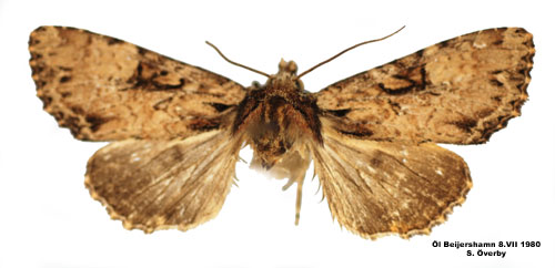 Leverbrunt ängsfly Apamea epomidion