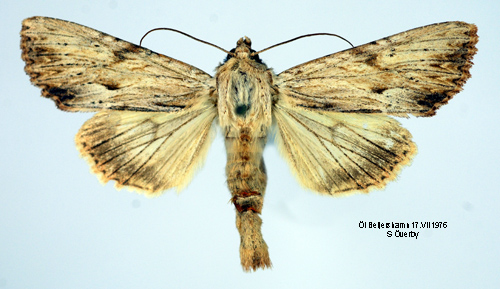 Benfärgat ängsfly Apamea lithoxylaea