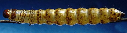Stort �ngsfly Apamea monoglypha